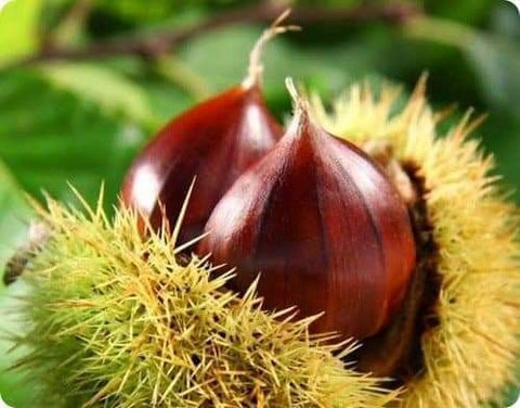 Recetas castañas