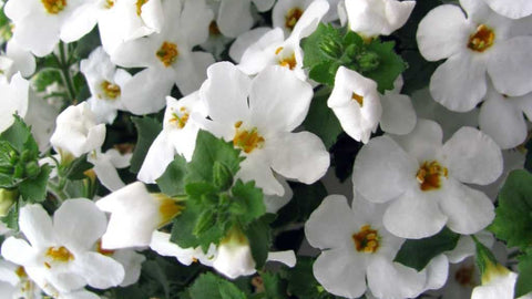 Bacopa Monnieri