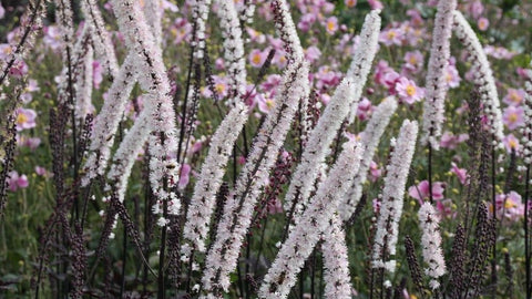 Cimicífuga Racemosa